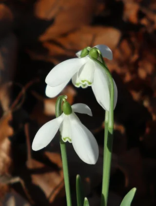 Visited @wallington_nt, Northumberland to see the snowdrops and crocus lawn. Stunning

#wallingtonhall #snowdrops #crocus